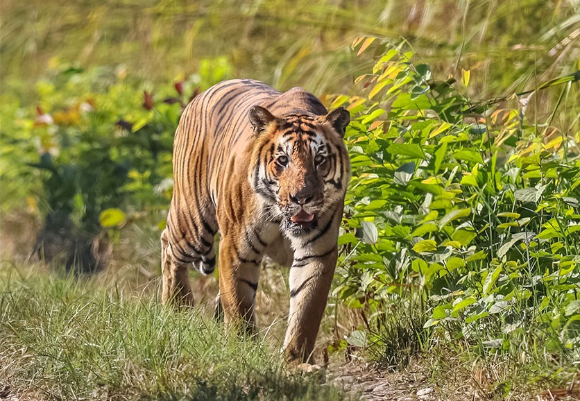 बर्दिया राष्ट्रिय निकुञ्जमा पाटेबाघको संख्या १२५ पुग्यो 