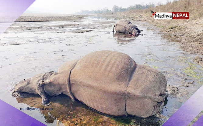  खुला ठाउँमा गैंडा मारियो, निकुञ्जको लापरवाही 