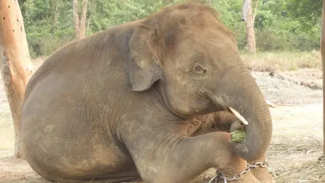 नेपालद्धारा एक जोडी हात्ती कतारलाई उपहार दिइने